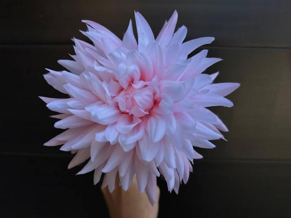 dahlia sweet roze