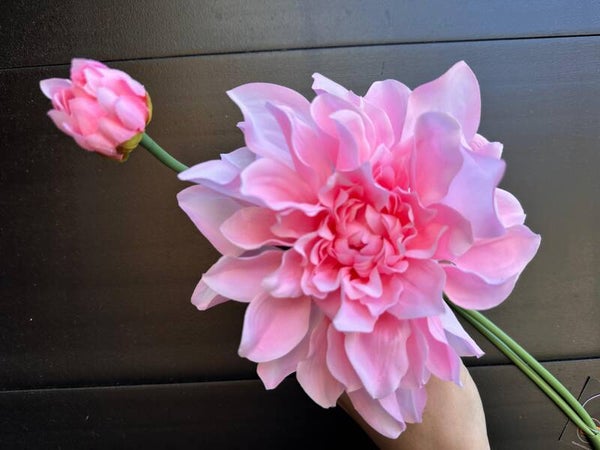 dahlia sweet roze