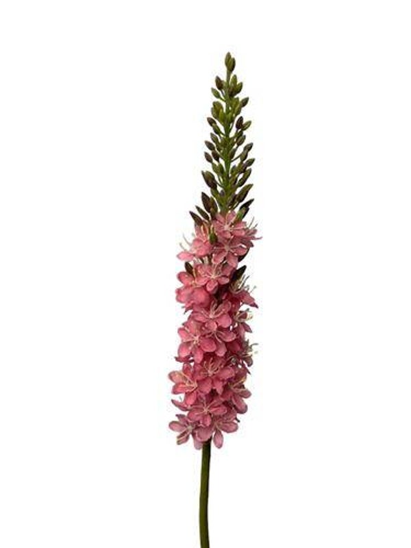 eremurus
