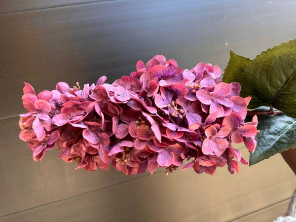hortensia