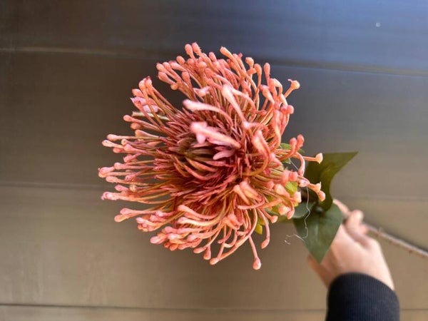 leucospermum