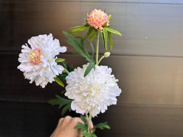 scabiosa white