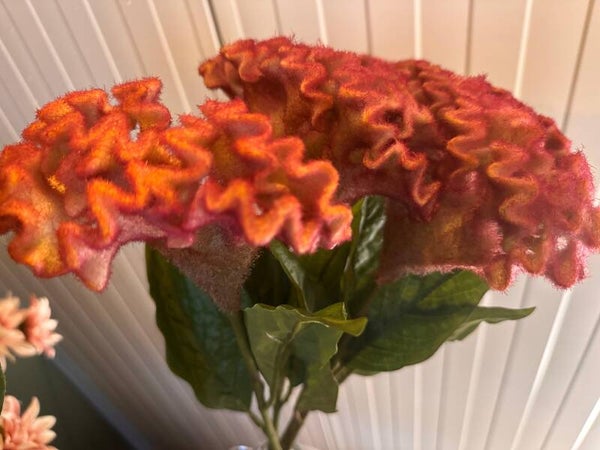 Celosia oranje