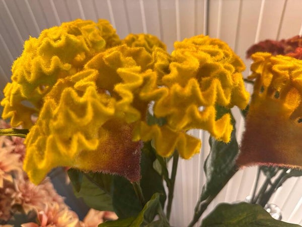 celosia geel