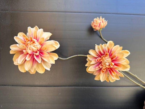 tros dahlia