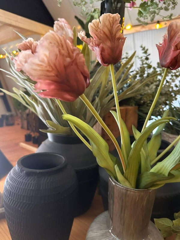 tulp