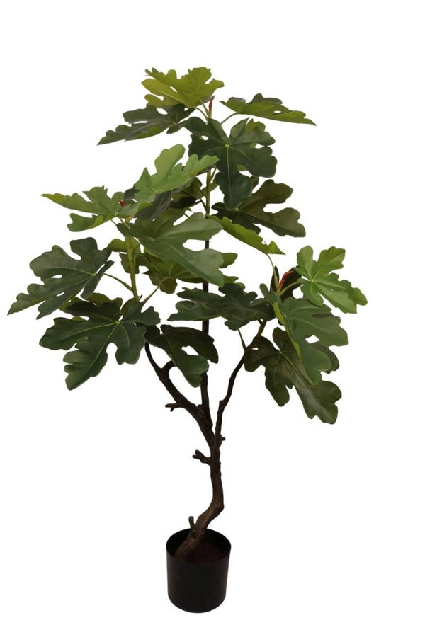Veigenboom  130 cm