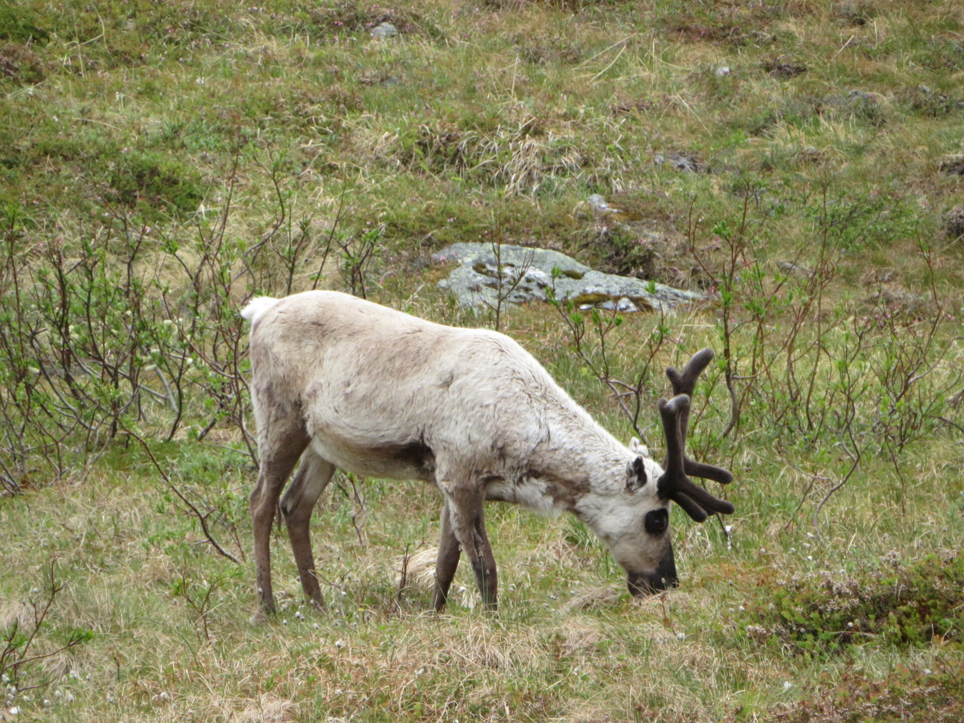 img_7574jpg.jpg