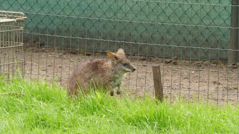 dsc03158-standard.jpg