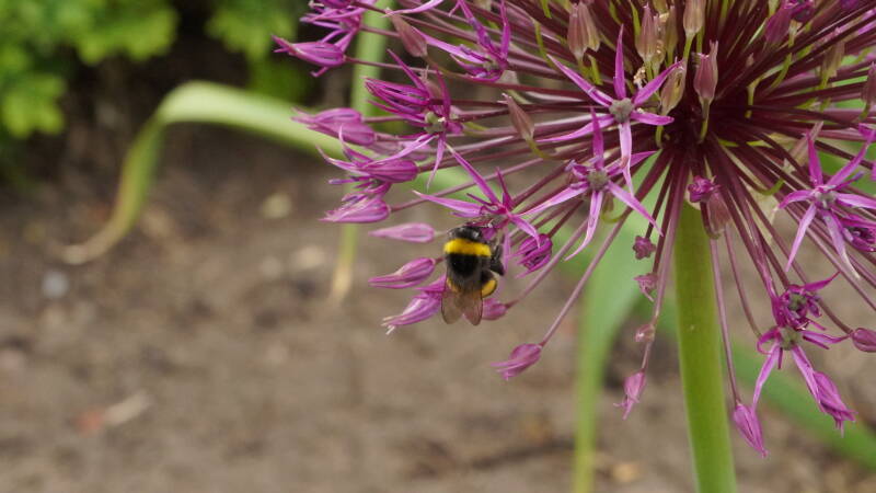 dsc03174-standard.jpg