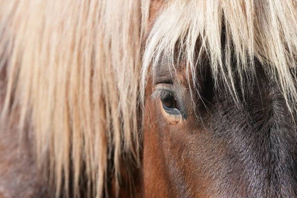 Dogmeat Paard compleet 500 gram