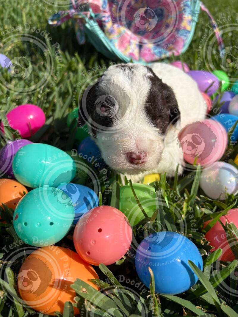 Female F1b Sheepadoodle