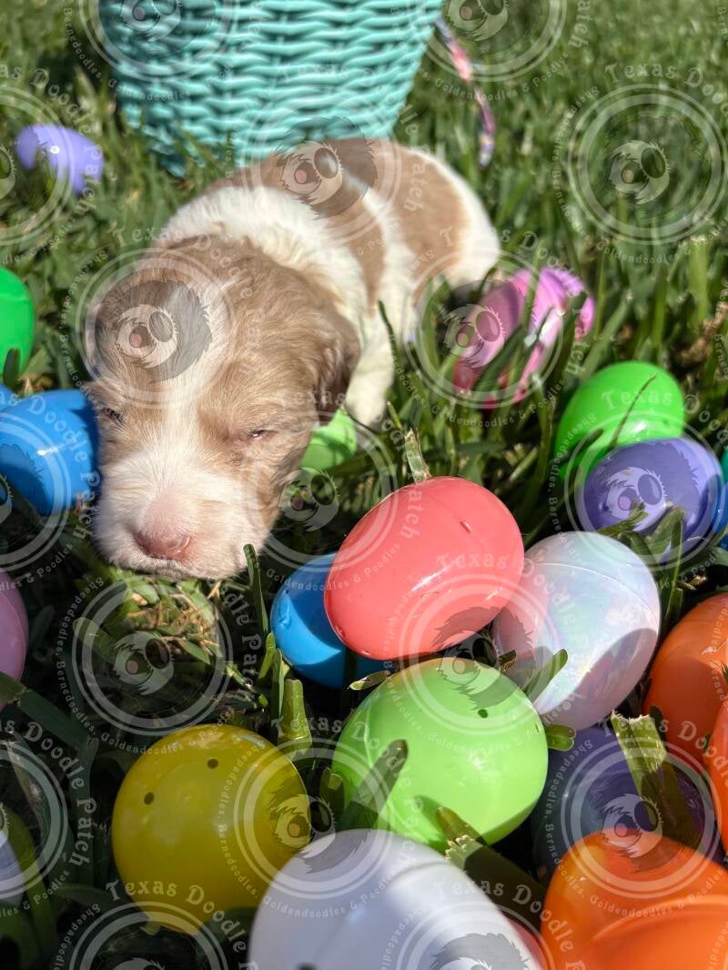Male F1b Sheepadoodle