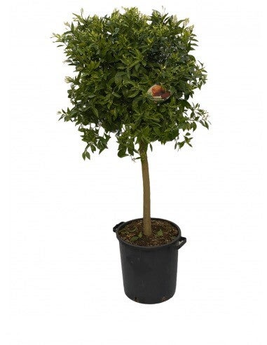 Citrus Reticulata 35Ø