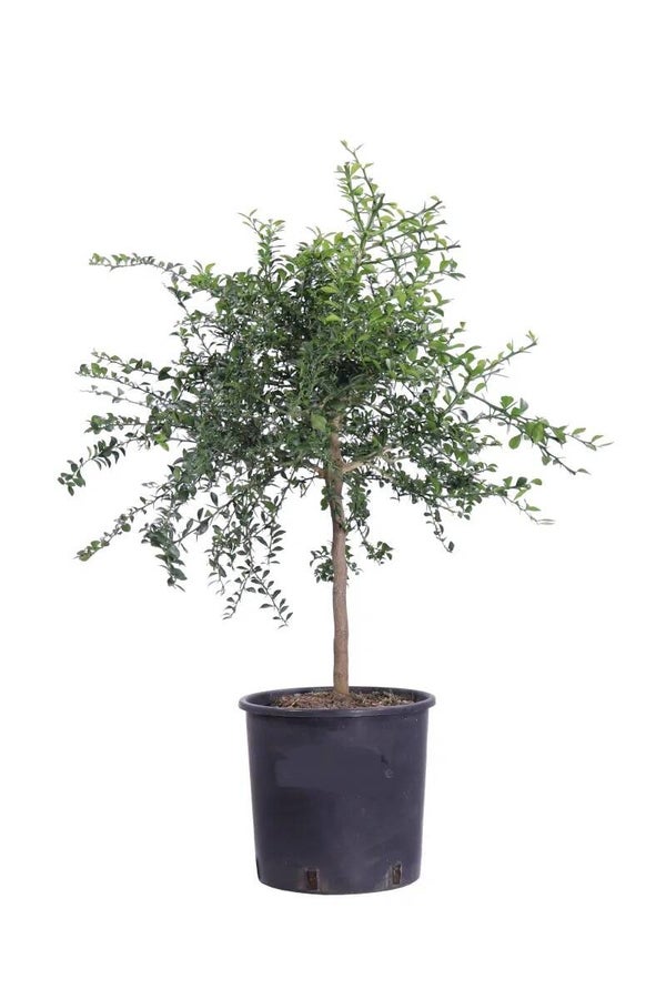 Microcitrus Australasica 35Ø x 15