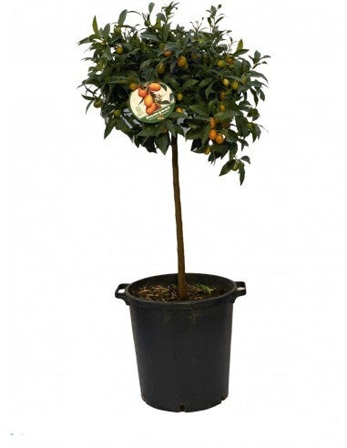 Citrus Japonica 35Ø