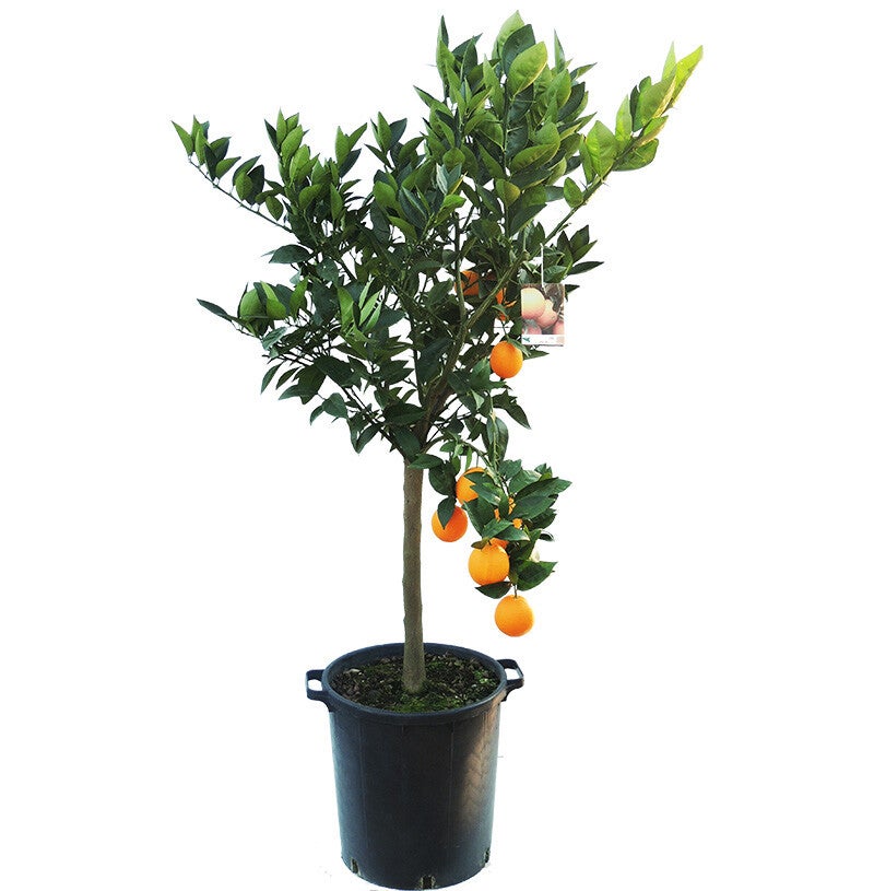 Citrus x sinensis 35Ø