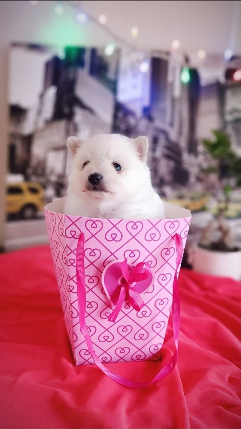 spitz allemand blanc disponible