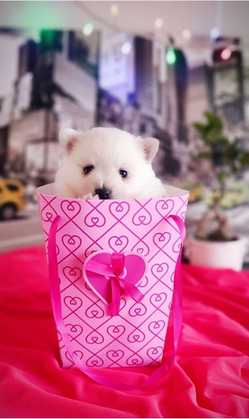 chiot spitz allemand blanc disponible