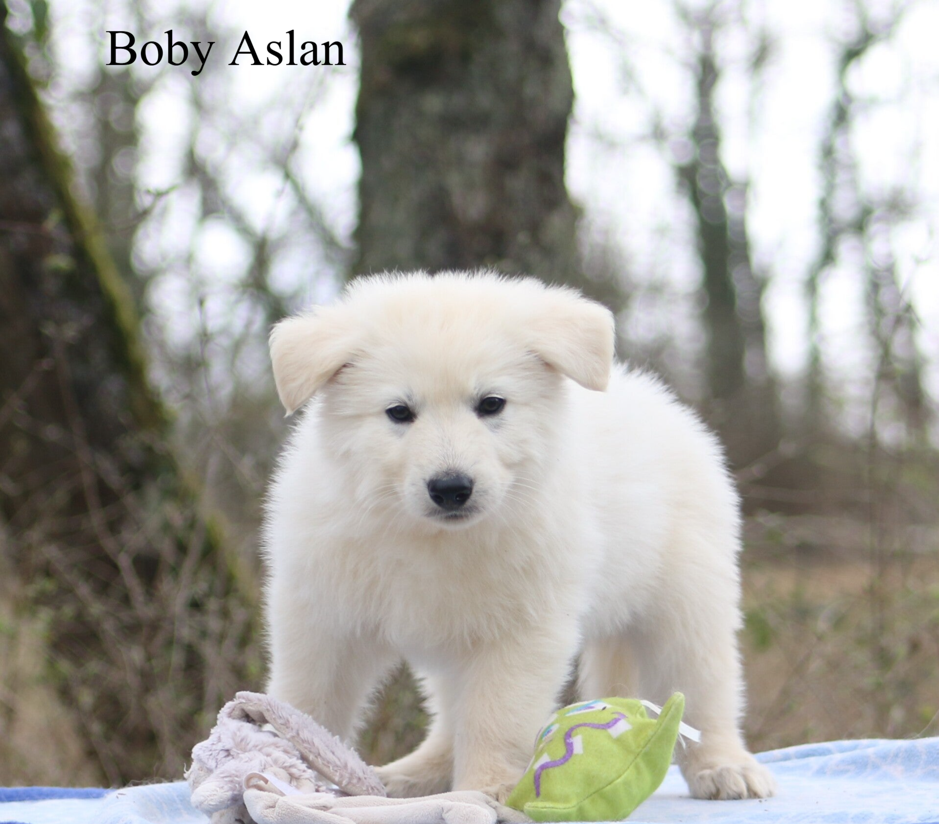 Boby Aslan