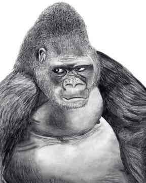 Gorilla