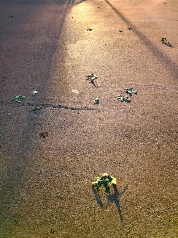 A Leaf's Fall