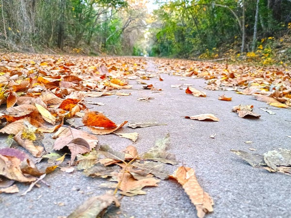 Grounded Autumn