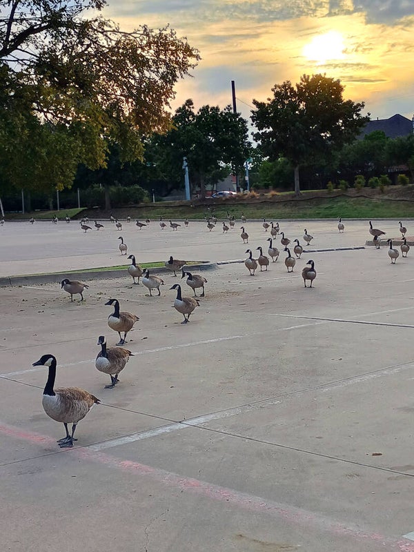 Parade of Geese