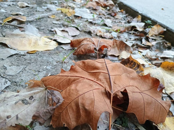 Path of Seasons