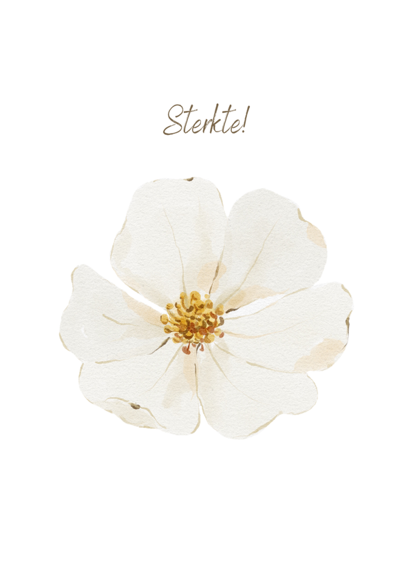 Sterkte bloem Wit