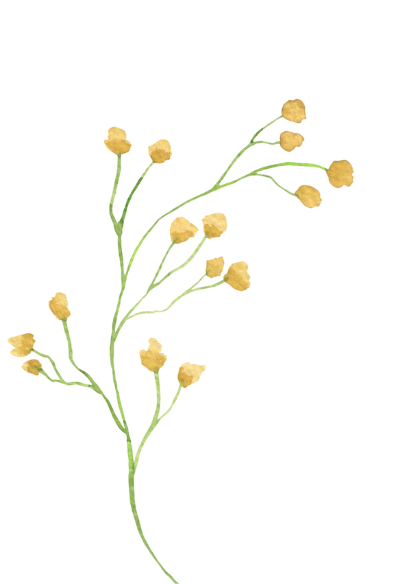 Paardenbloem