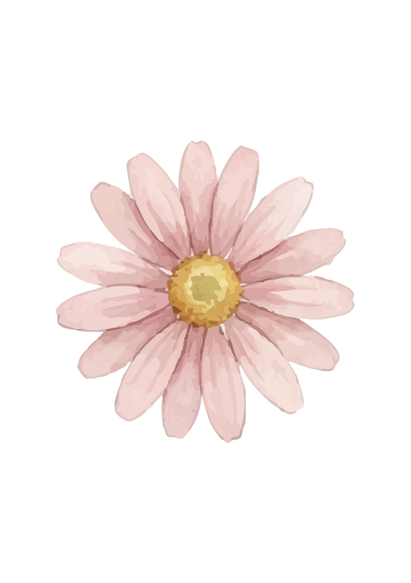 Gerbera