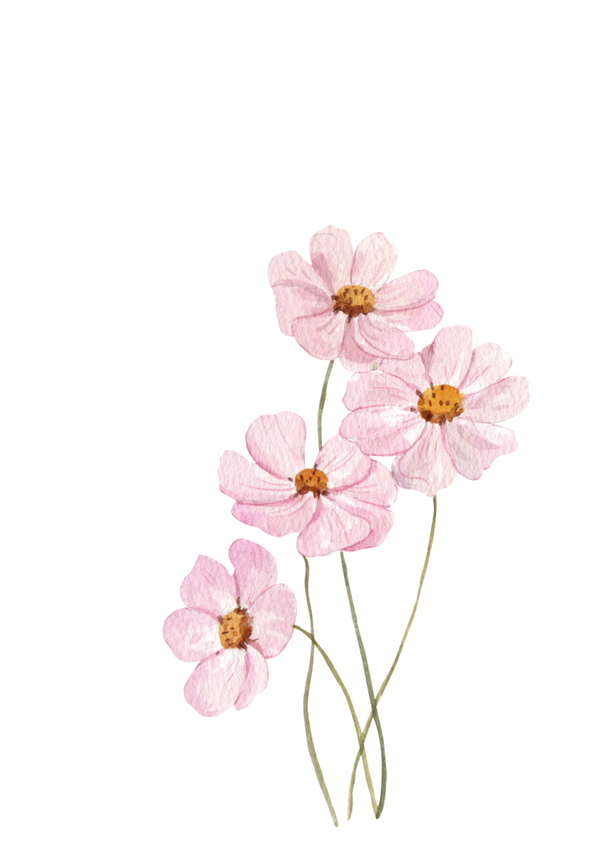 Freesia