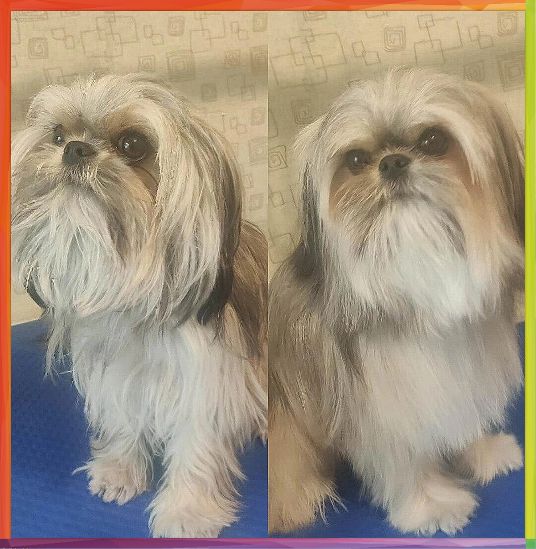 Antes y después de la Peluquería Canina