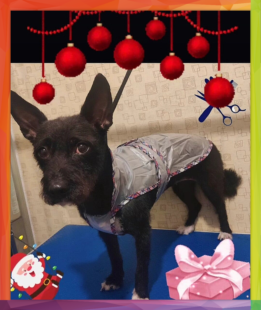 Promoción especial de Navidad de nuestra peluqueria canina