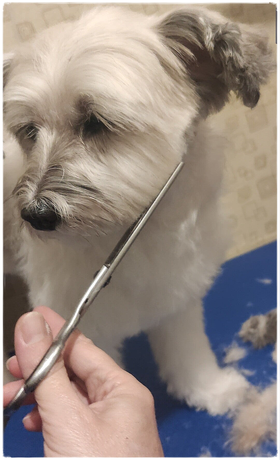 Servicio de Corte de pelo en nuestra Peluquería canina