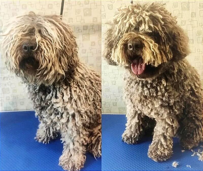 Antes y después de arreglo de rastas perro de aguas en Peluquería Canina