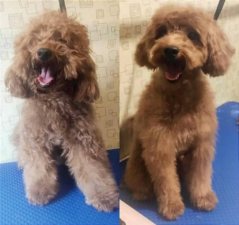 Antes y después de tratamiento de nudos en Peluquería Canina