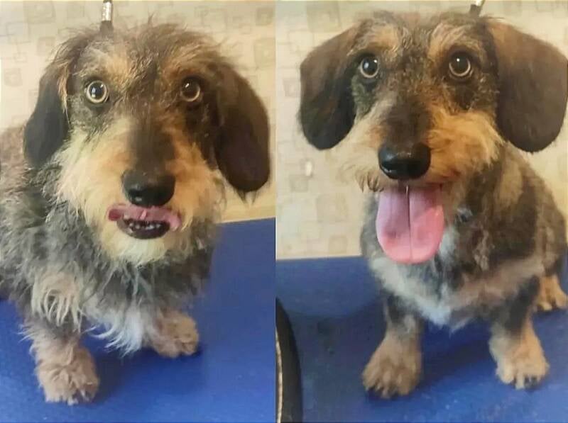 Antes y después de stripping en Peluquería Canina