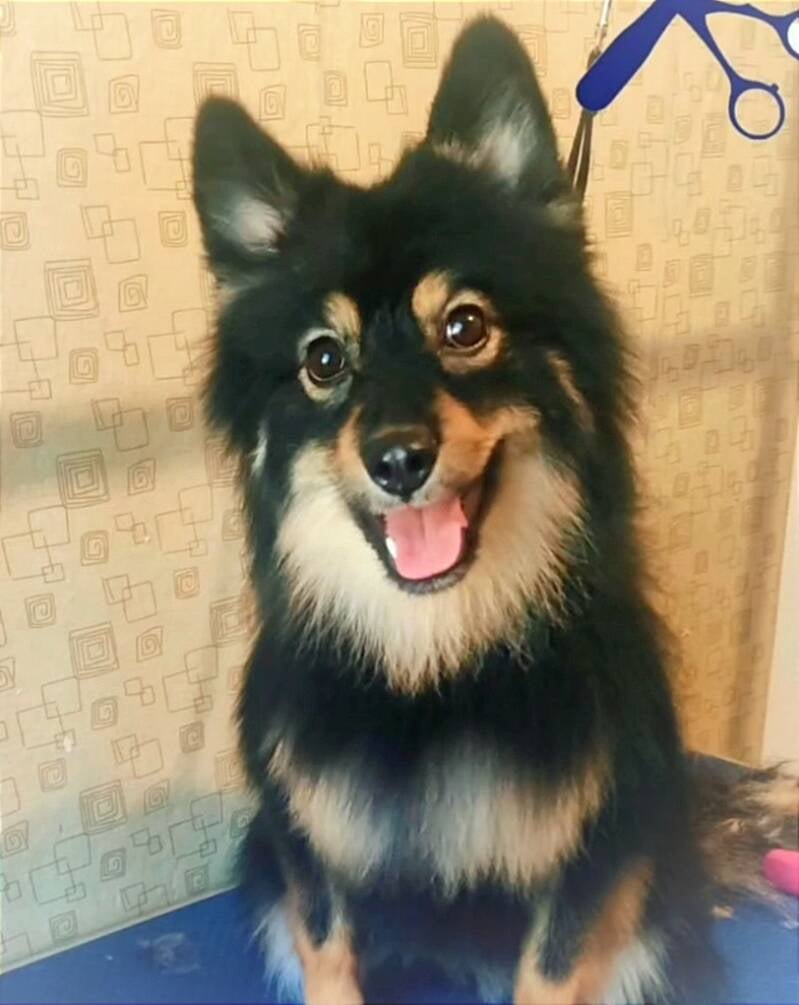 Deslanado razas nórdicas en Peluquería Canina