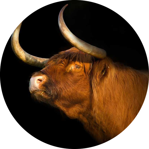 Muurcirkel hooglander 10