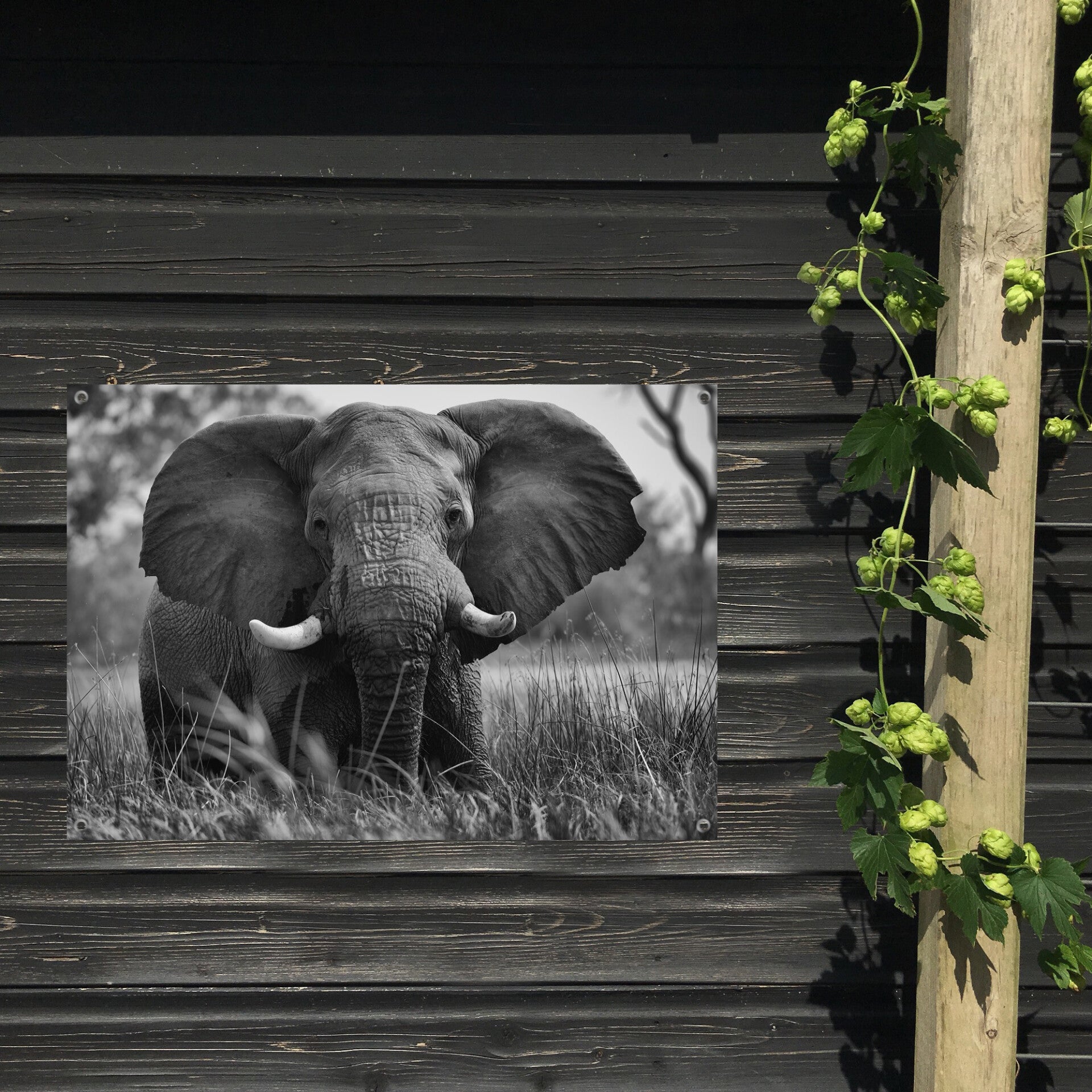 Tuinposter Olifant 2