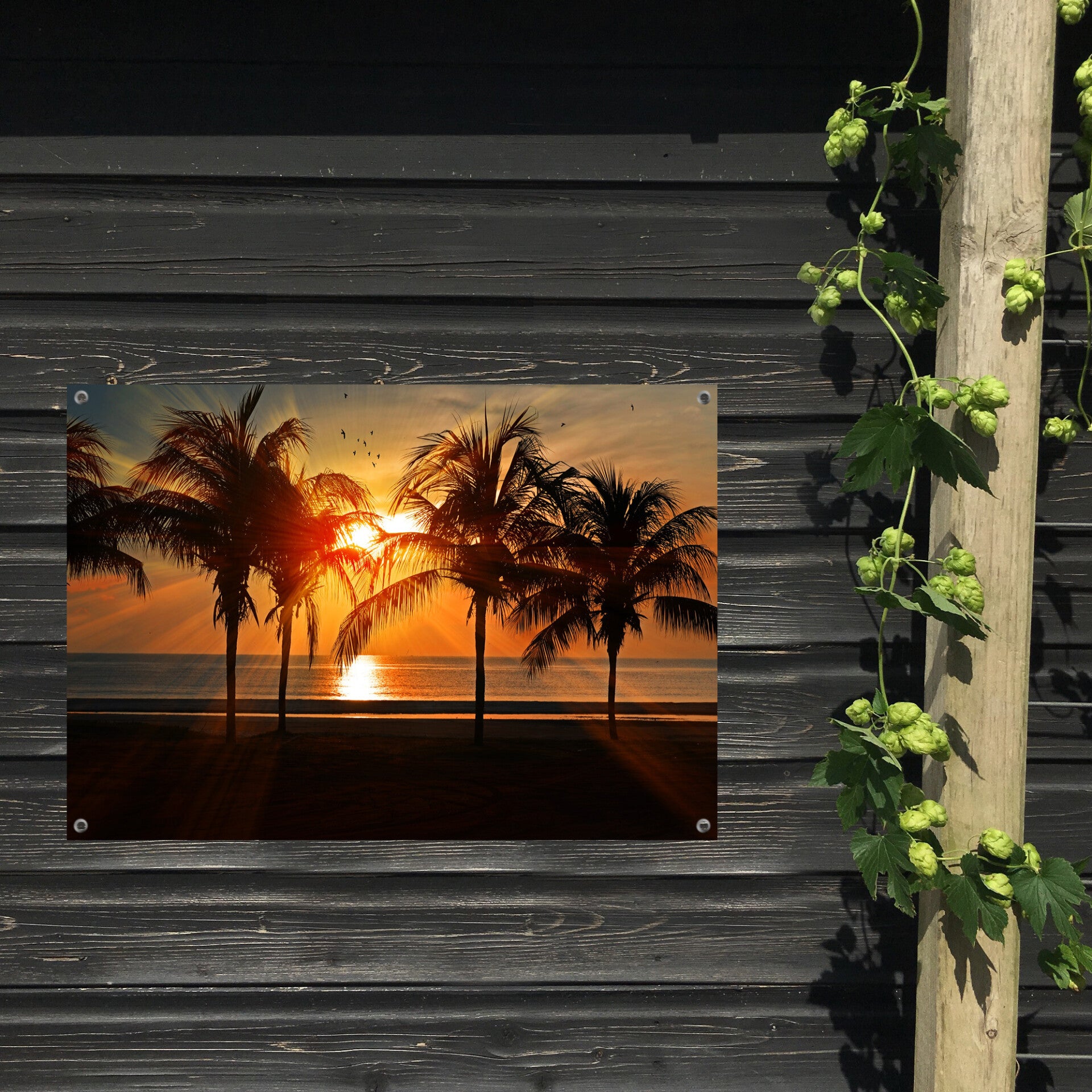 Tuinposter Zonsondergang