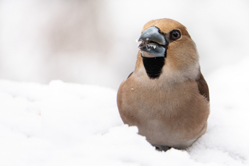 appelvink vrouw in sneeuw