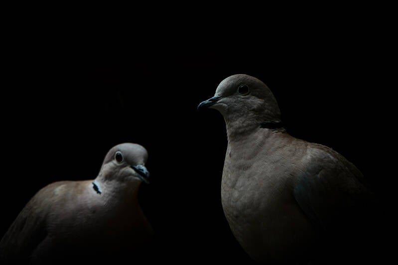 turkse tortel met zwarte achtergrond