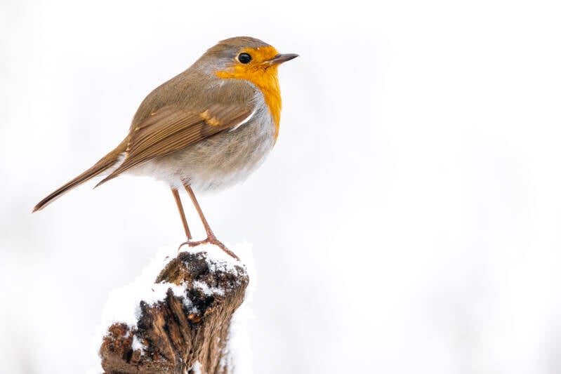 Roodborst in sneeuw Fotohut Utrechtse heuvelrug
