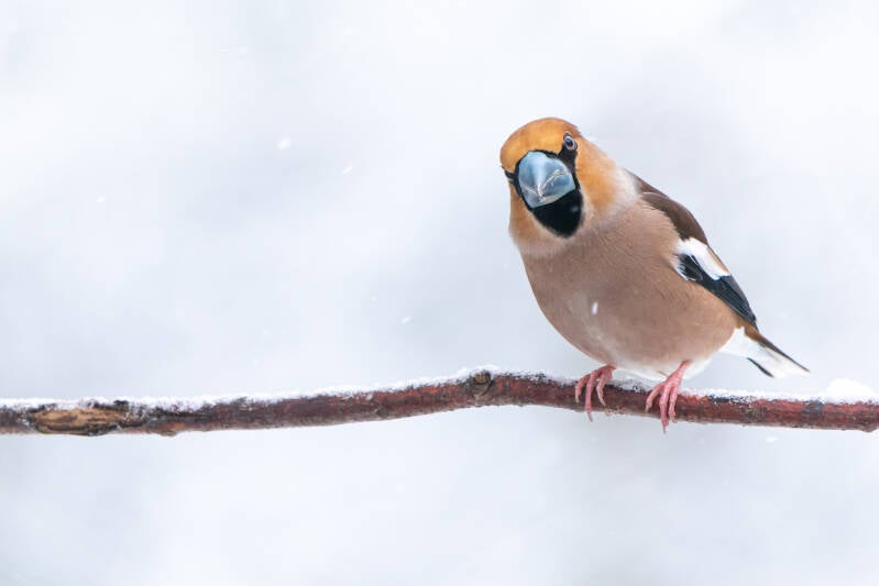 appelvink man in sneeuw op stokje