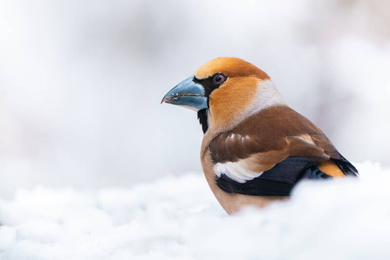 Appelvink man in sneeuw