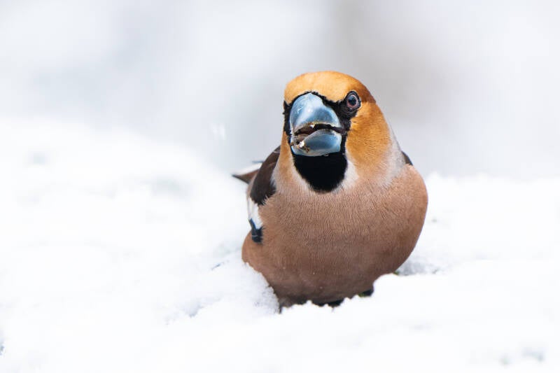 appelvink man in sneeuw etend