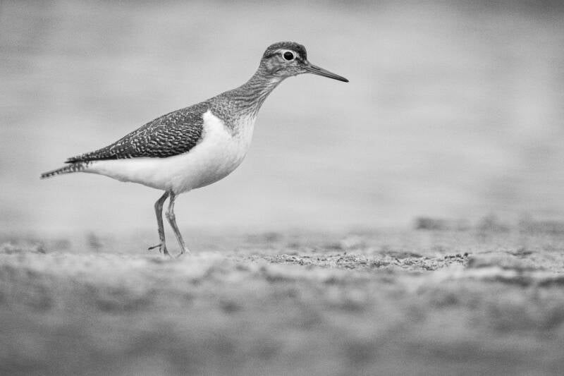 oeverloper in zwart-wit